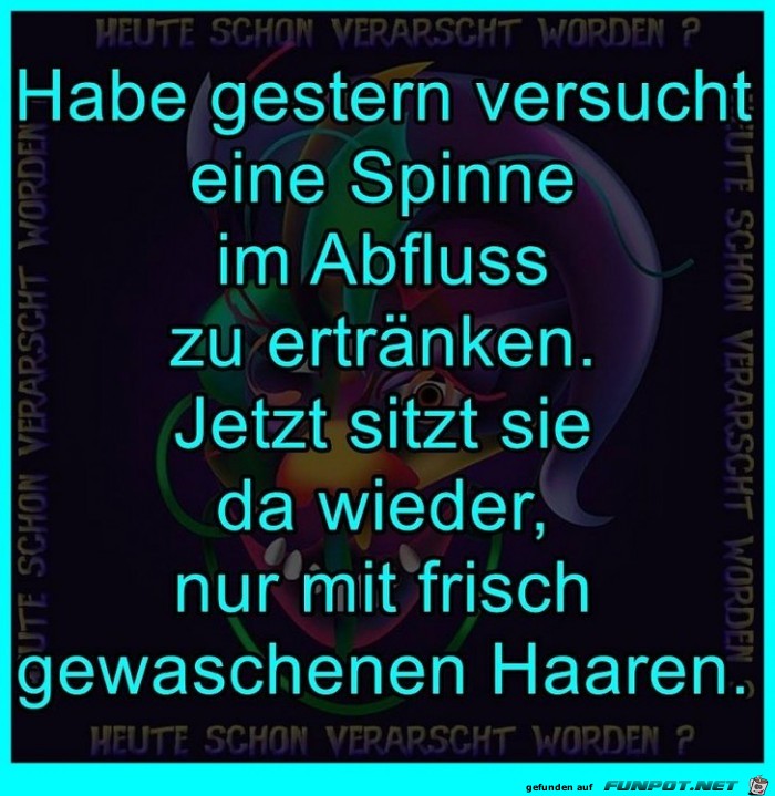 Spinne Spinne