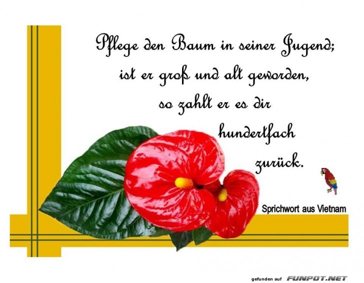 Pflege den Baum Pflege den Baum
