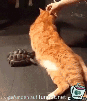 Nervige Schildkröte Nervige Schildkröte