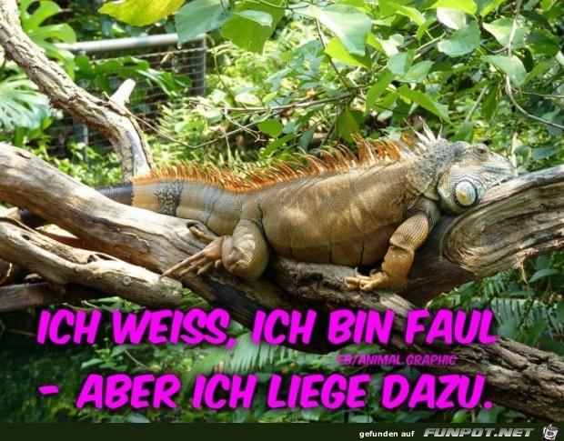 Bin Faul Bin Faul