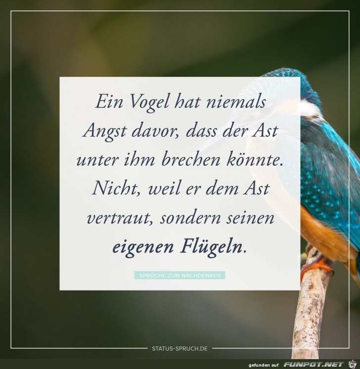 ein Vogel hat niemals Angst.....