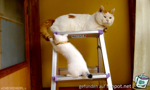 Katzen-Spiel Katzen-Spiel