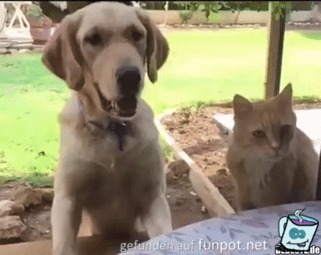 Typisch Katze Typisch Katze