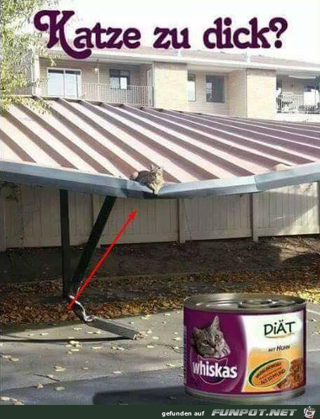 Fette Katze Fette Katze