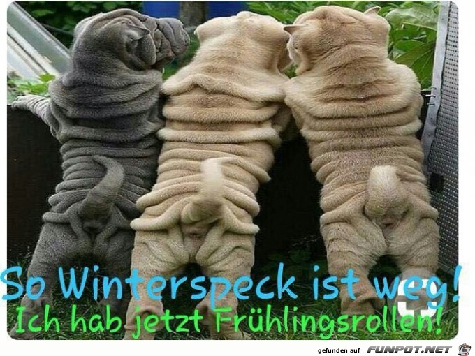 Frühlingsrollen Frühlingsrollen