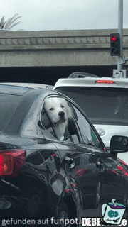 Hallo Hallo