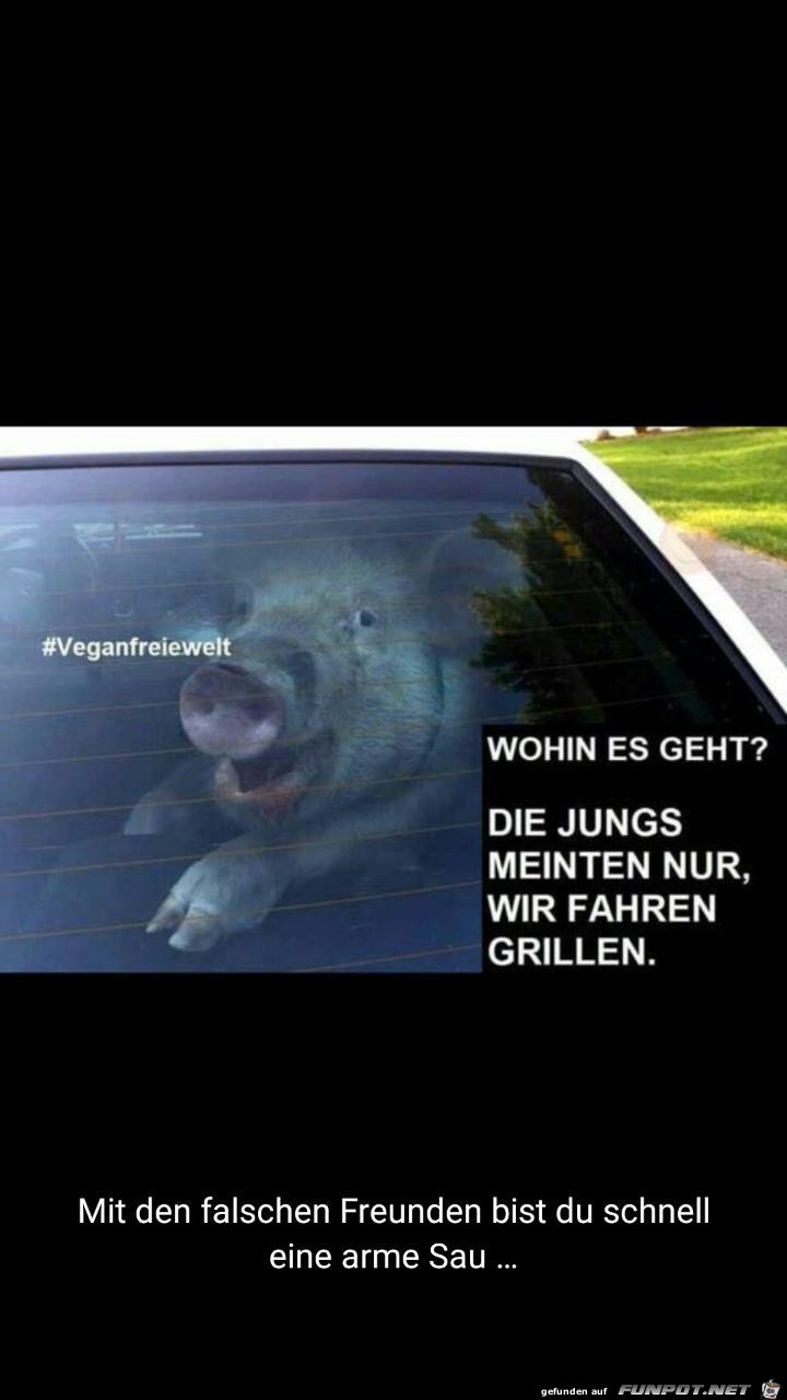 Falsche Freunde Falsche Freunde