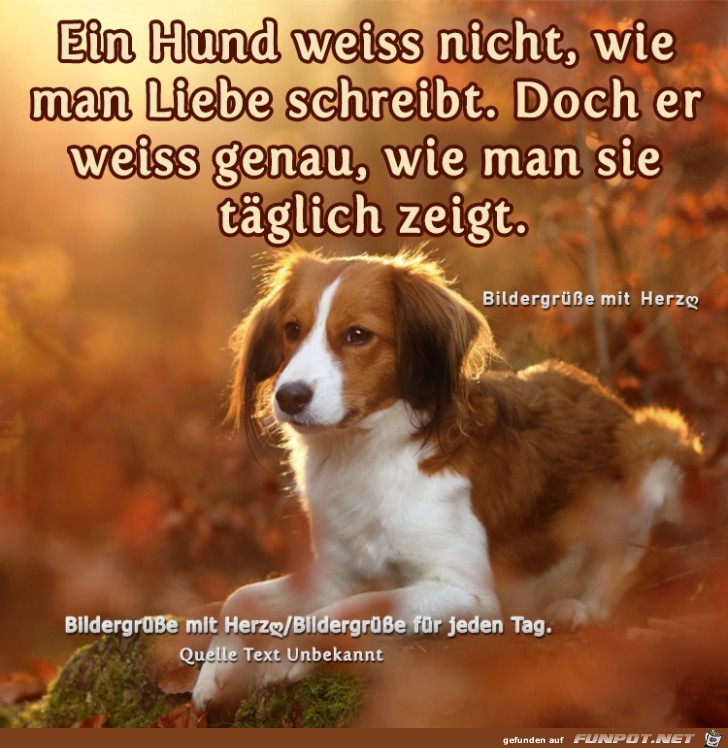 Ein Hund weiss nicht