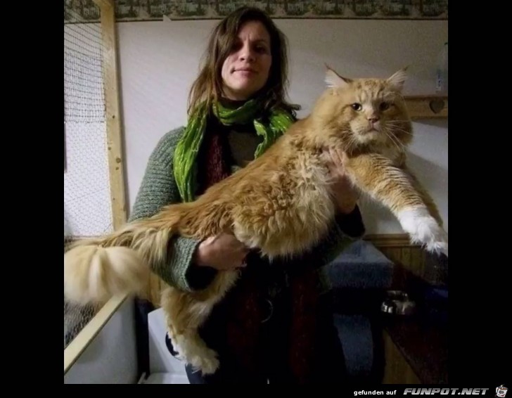 Mega Katze 1 Mega Katze 1