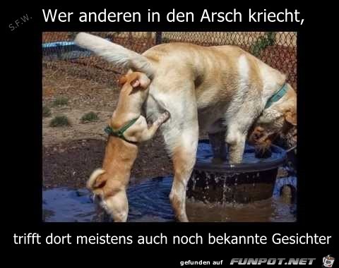 Wer anderen in den Arsch