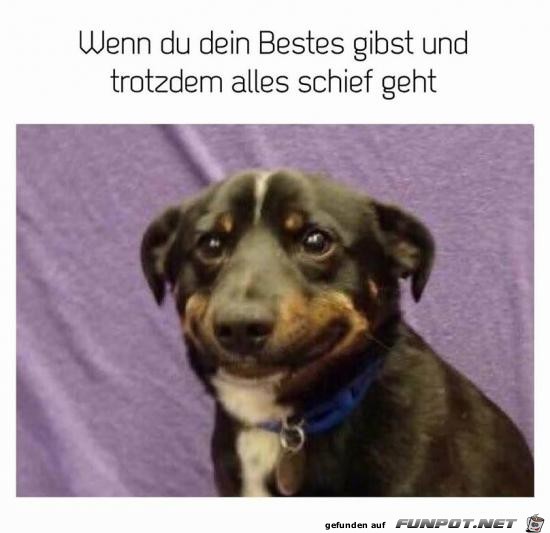 Nicht sein Tag Nicht sein Tag