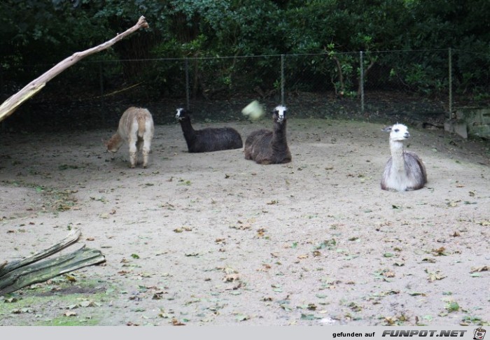 Impressionen aus Hagenbecks Tierpark Teil 7