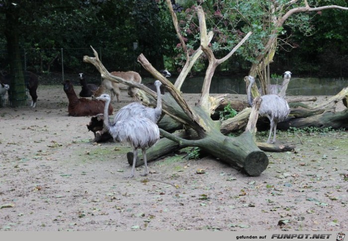 Hagenbeck60 Nandus Hagenbeck60 Nandus