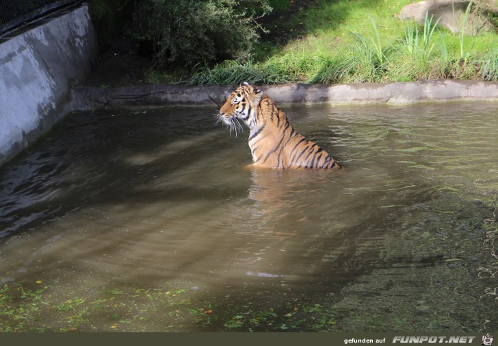 Hagenbeck66 Tiger01 Hagenbeck66 Tiger01