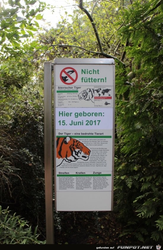 Hagenbeck66 Tiger14 Hagenbeck66 Tiger14