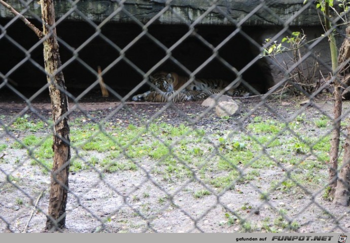 Hagenbeck66 Tiger15 Hagenbeck66 Tiger15