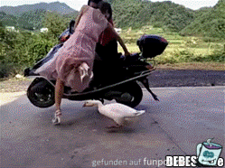 Gans am Wickel Gans am Wickel