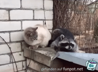 Geh weg Geh weg