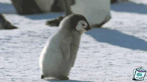 Kleiner Pingu Kleiner Pingu
