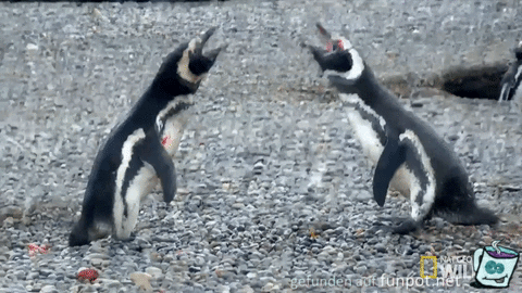 Pingu-Streit