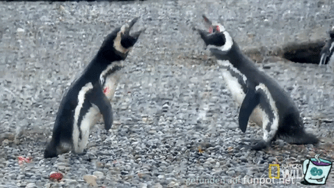 Pingu-Streit Pingu-Streit