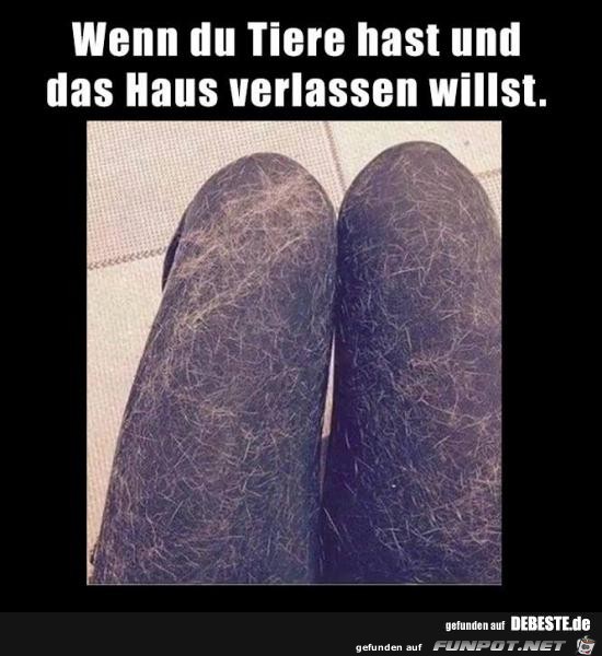 wenn du Tiere hast wenn du Tiere hast