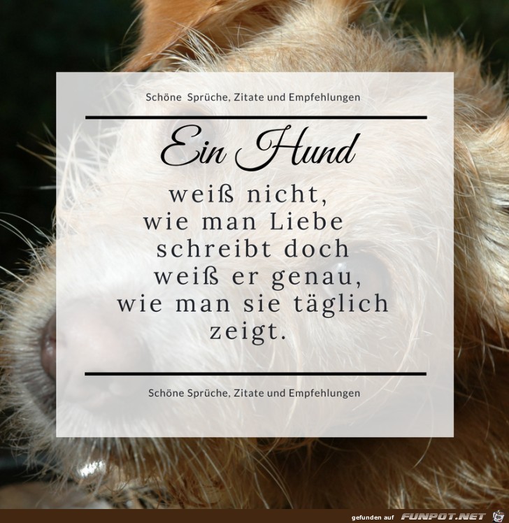 Ein Hund weiss nicht