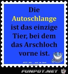 die autoschlange die autoschlange