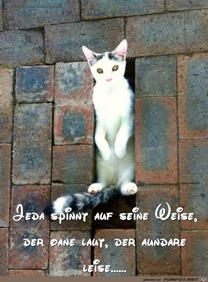 Jeder Spinnt auf seine Weise Jeder Spinnt auf seine Weise