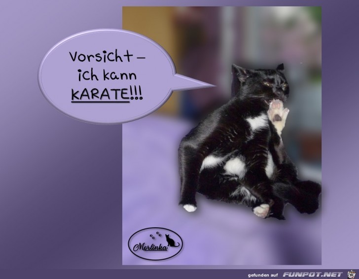 Karate-Kater