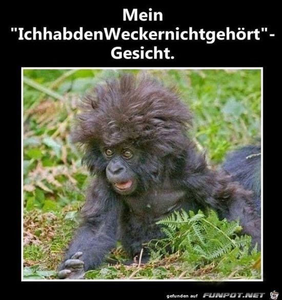 Du meine Güte Du meine Güte