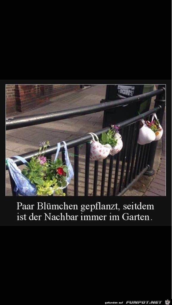Blümchen gepflanzt Blümchen gepflanzt