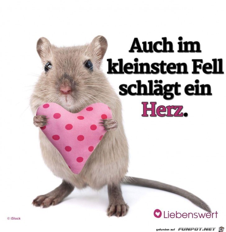 auch im kleinsten fell auch im kleinsten fell