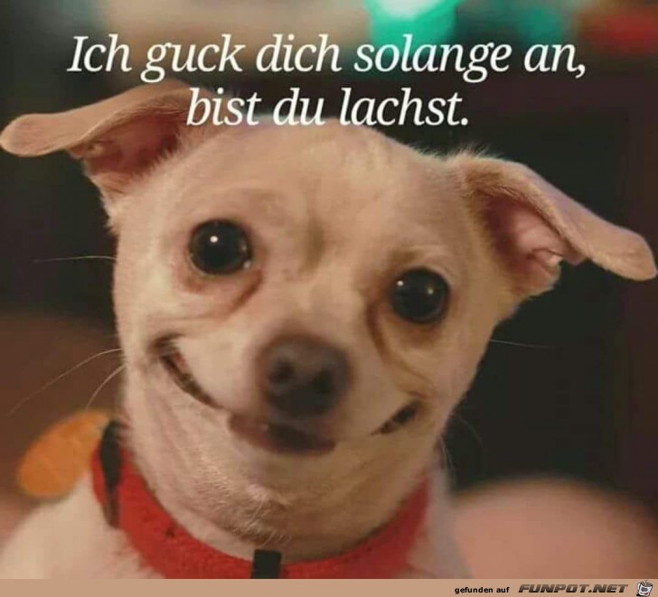 lach mal lach mal