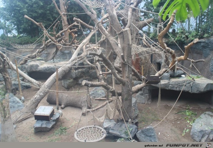 Hagenbeck70 Orang-Utan-Haus2 Hagenbeck70 Orang-Utan-Haus2