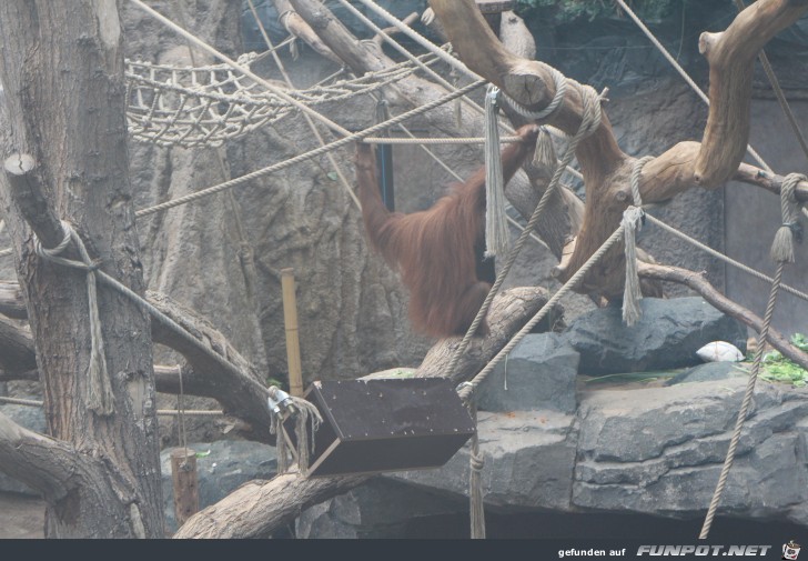 Hagenbeck70 Orang-Utan-Haus3 Hagenbeck70 Orang-Utan-Haus3