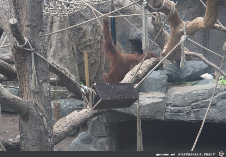 Hagenbeck70 Orang-Utan-Haus5 Hagenbeck70 Orang-Utan-Haus5
