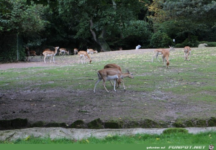 Hagenbeck73 Antilopen und Hirsche1