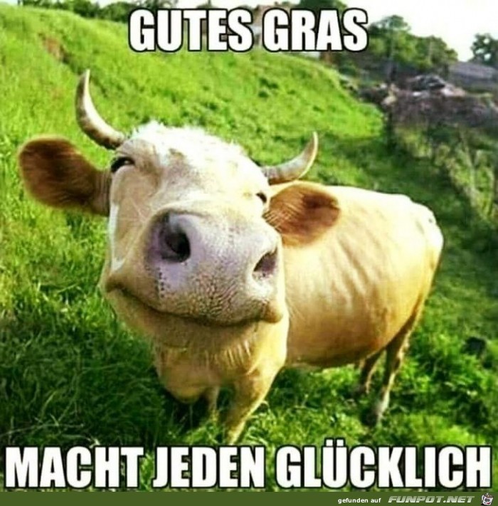 Gutes Gras