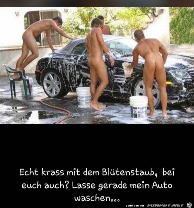 Blütenstaub Blütenstaub