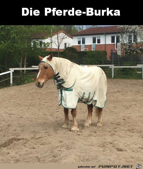 Pferde-Burka