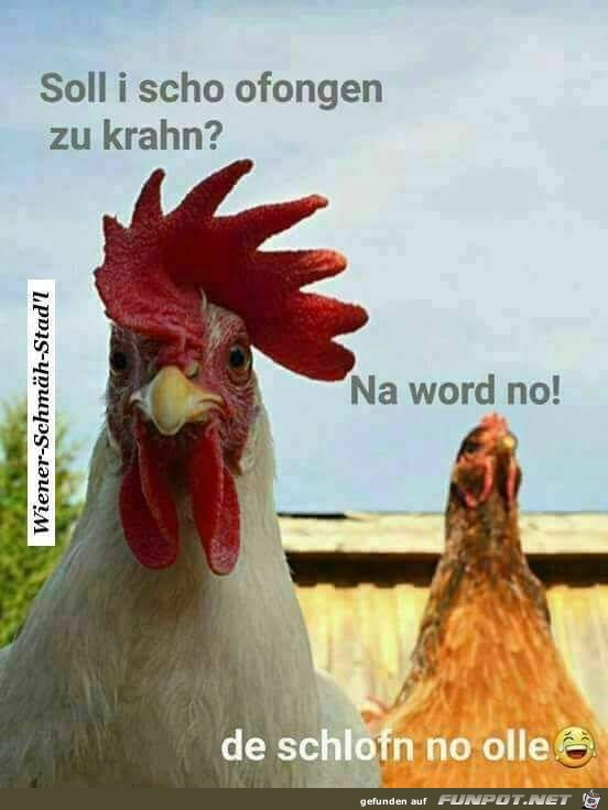Soll ich schon anfangen zu krähen? Soll ich schon anfangen zu krähen?