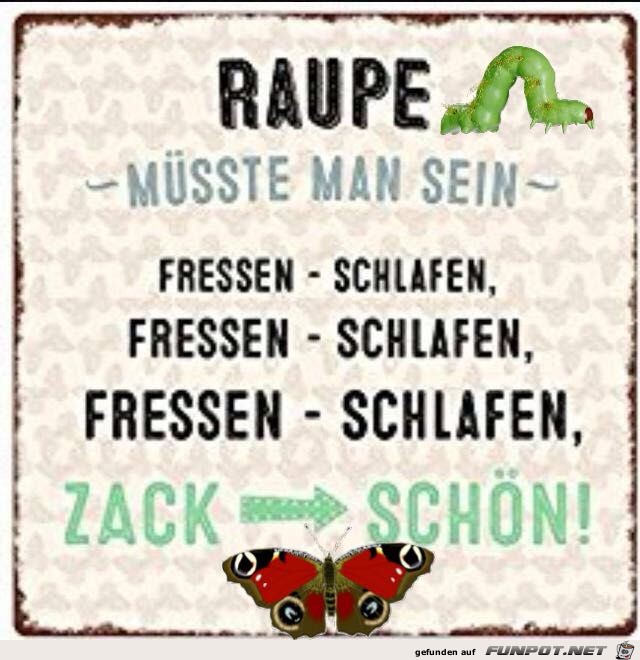 Raupe msste man sein...