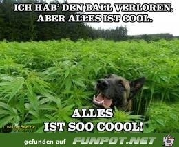 Alles ist so cool Alles ist so cool