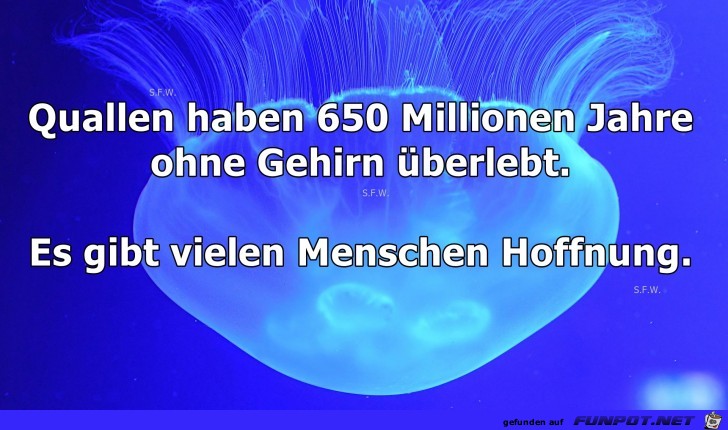 Quallen haben... Quallen haben...