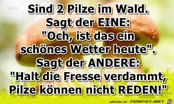 Sind 2 Pilze im Wald