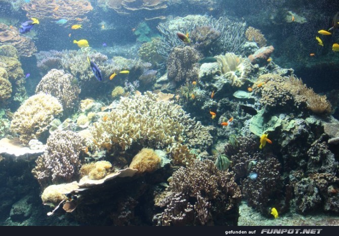 Impressionen aus Hagenbecks Aquarium