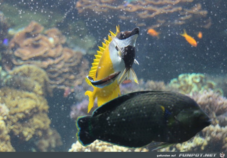 Impressionen aus Hagenbecks Aquarium