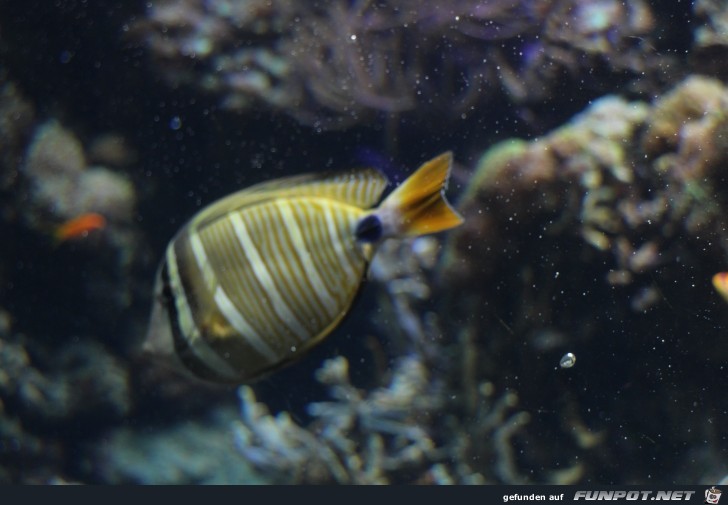 Impressionen aus Hagenbecks Aquarium