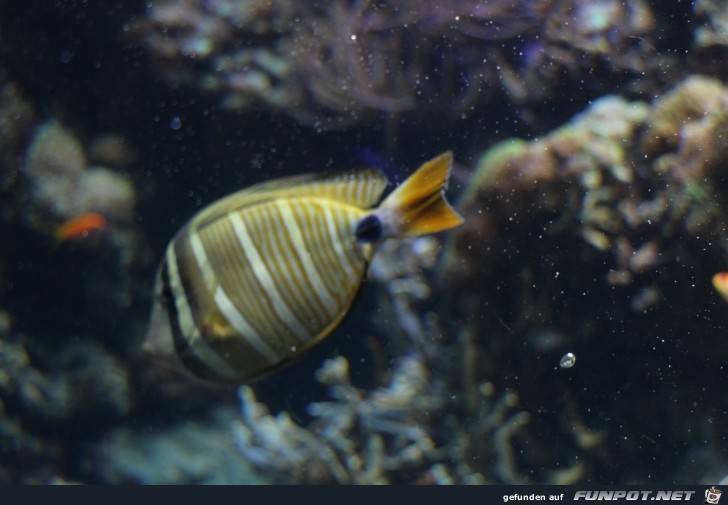 Hagenbeck Aquarium21